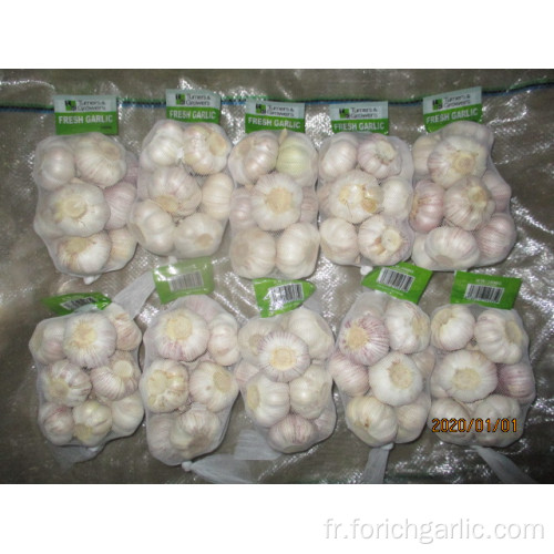 Acheter 2019 New Crop Garlic